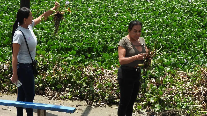 Zumpango en alerta: lirio acuático amenaza con destruir la laguna [Fotorreportaje]